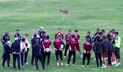 *Bolivia's The Strongest soccer club mascot, a vicuna, watches from a distance,--AP Photo-Juan Karita