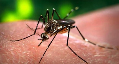 mosquito del dengue