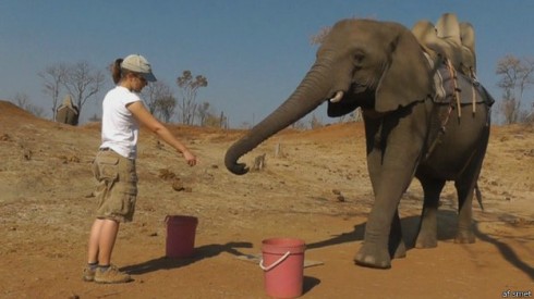 131011050028_elephant_africa_624x351_afsmet