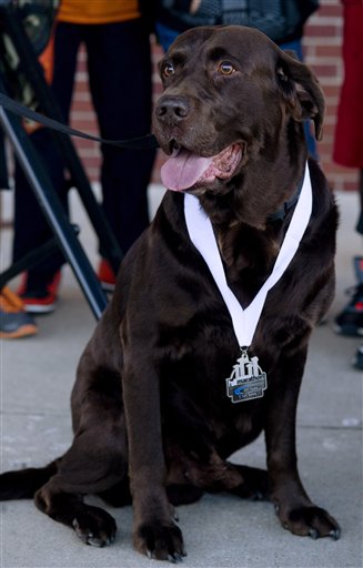 Boogie, un labrador de 8 años propiedad de Jerry Butts, frente al YMCA del centro de Evansville, tras recibir una medalla por terminar el Medio Maratón de Evansville el sábado, en una imagen del lunes 7 de octubre de  2013. Butts dice que el perro se soltó de su correa el viernes por la noche. El can, que terminó el medio maratón en dos horas y 15 minutos, ahora tiene un microchip y una cita con el veterinario para que lo capen. (Foto AP/Courier & Press, Denny Simmons)