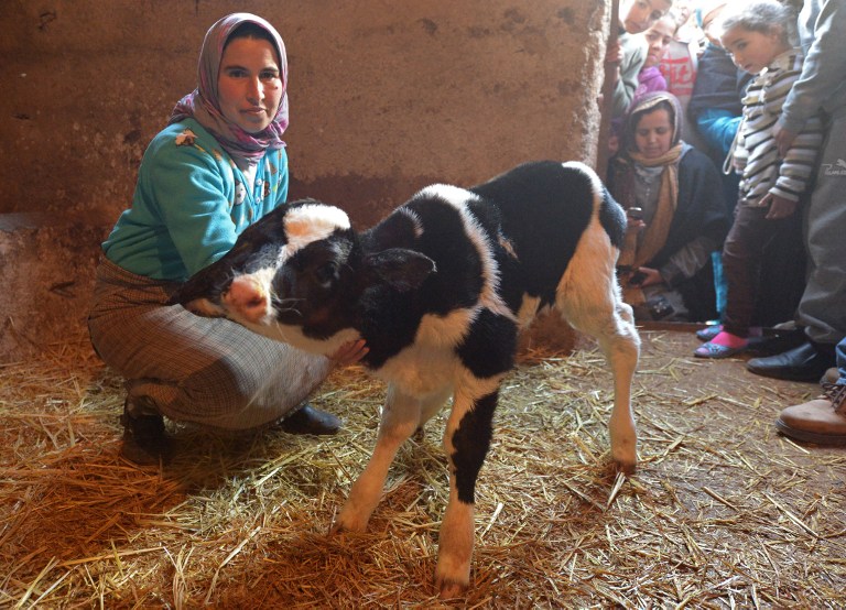 MOROCCO-ANIMAL-COW-TWO-HEADS