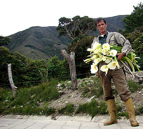 Flores de Bailadores