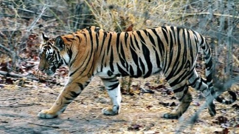 indian-tiger--644x362