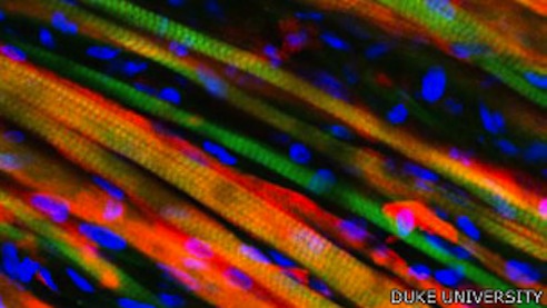 Científicos modificaron genéticamente las fibras del músculo para crear fluorescencia y así poder ver los progresos