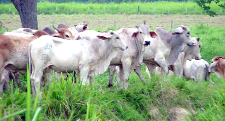 Los ganaderos insisten en que para prever la subsistencia de los animales es necesario la importación de equipos y maquinarias de conservación de forraje y de riego.