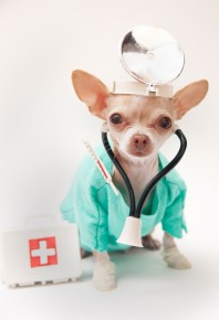 perrito doctor