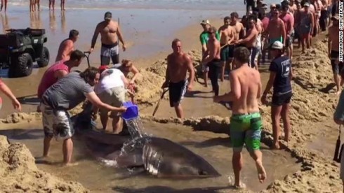 150907234936-beachgoers-try-to-rescue-great-white-shark-ireport-sot-00001424-horizontal-gallery