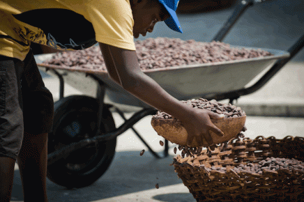 Nuestro cacao debe ser lo que es la quinua para Bolivia, que le genera 200 millones de dólares anuales en ingresos