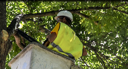 El Plan de Poda Preventiva de Árboles, Desmalezamiento y Limpieza de todas las urbanizaciones y zonas populares de Chacao se ejecuta en forma permanente Foto: Jesser Alejandro Rodríguez