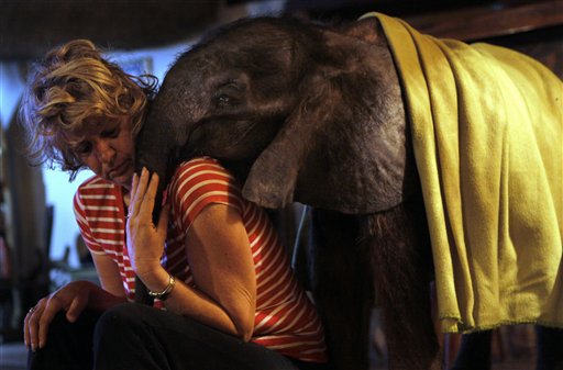 Moses, un elefante de siete meses y medio, juega con su madre adoptiva y propietaria de una fundación, Jenny Webb, en Malawi