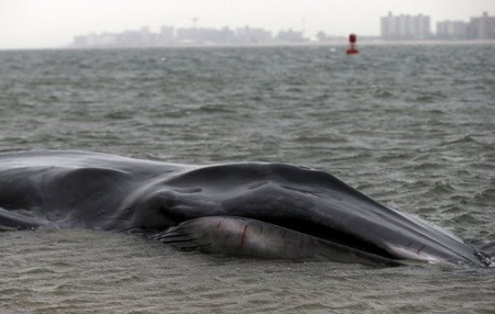 Cada año hay un par de grandes ballenas que varan en Nueva York, a veces vivas, dijeron las autoridades