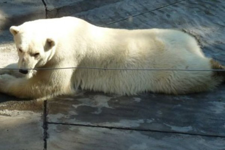 Winner era el único oso polar del zoológico de Buenos Aires