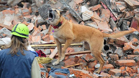 Los animales han ganado fama de ser buenos pronosticadores de terremotos