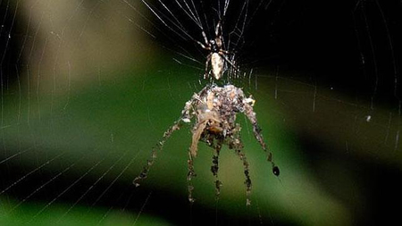 Las arañas del género Cyclosa se caracterizan por colocar desechos en sus redes para atraer a sus presas