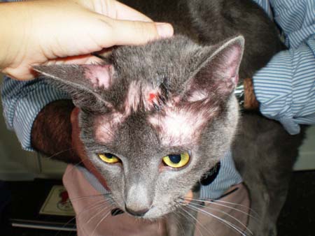 Las dermatofitosis, también llamadas tiñas, presentan la causa más frecuente de infecciones cutáneas en el gato.
