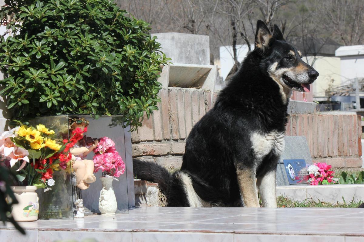 El perro a diario acude al cementerio para visitar a su dueña que falleció hace dos meses