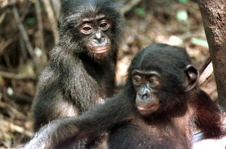 Los chimpancés tienen sentido de la equidad, una característica que se pensaba como únicamente humana