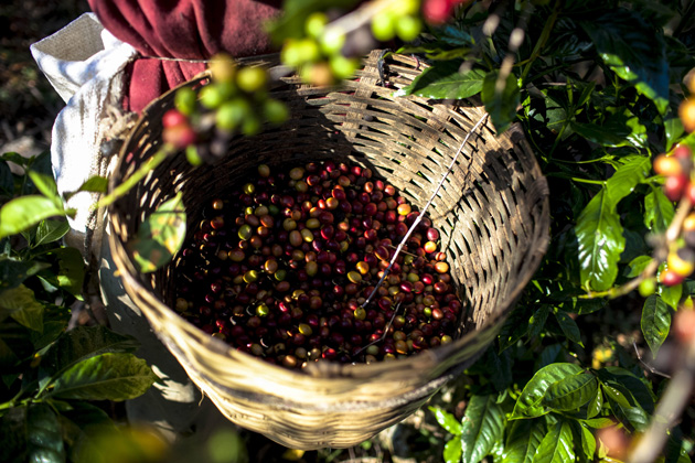 El Gobierno de Guatemala declaró este viernes el “estado de emergencia” por el hongo de la roya que afecta al 70 % de las plantaciones de café
