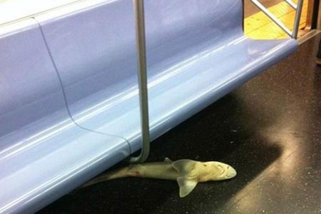 Fotografía del tiburón, boca arriba y de alrededor de medio metro de longitud.