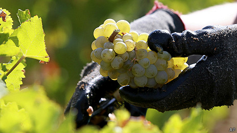 El momento en el que se retiran las uvas de la planta es fundamental en la 
producción de vino