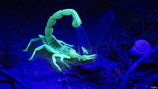 Este escorpión amarillo bioluminiscente brilla en la oscuridad del desierto del Néguev, Israel, mientras devora a su presa