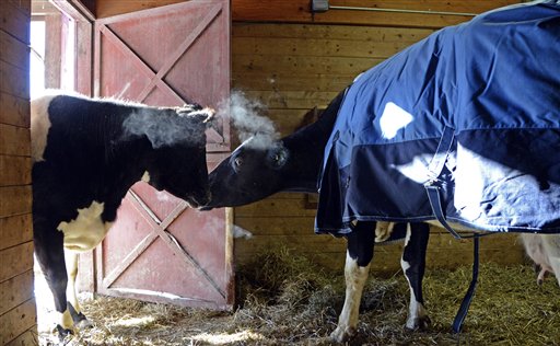 Tricia y Sweety se saludan en el refugio Watkins Glen, en Nueva York, el 5 de febrero de 2014. Las dos vacas ciegas, una de Canadá y la otra de Nueva York, fueron reunidas en el refugio ahora son las mejores amigas. (AP Photo/Farm Sanctuary, Archivo)