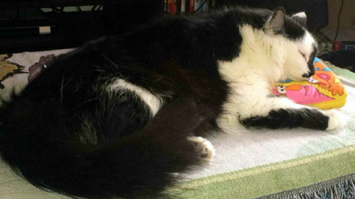 Lux, la mascota de la familia Palmer, es un gato himalayo de 10 kilos de peso 
y nunca había mostrado un comportamiento violento