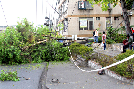 El árbol arrasó con varias líneas eléctricas