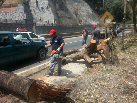 Cuadrillas de la Corporación de Desarrollo de la Cuenca del Río Tuy Francisco de Miranda (Corpomiranda),procedieron al retiro de los restos vegetales tras el ecocidio.