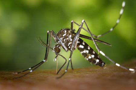 La enfermedad es transmitida por un virus mediante la picadura de los mosquitos aedes aegypti, que también es vector del dengue,  y el aedes albopictus, en la foto.