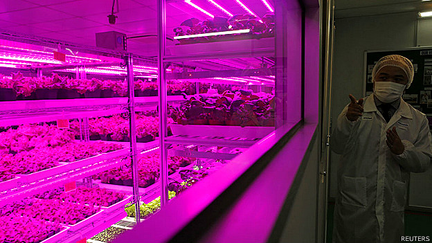 Granja de Panasonic en Singapur. Los vegetales son producidos en condiciones controladas de temperatura y humedad, bajo el brillo rosa y púrpura de luces LED.