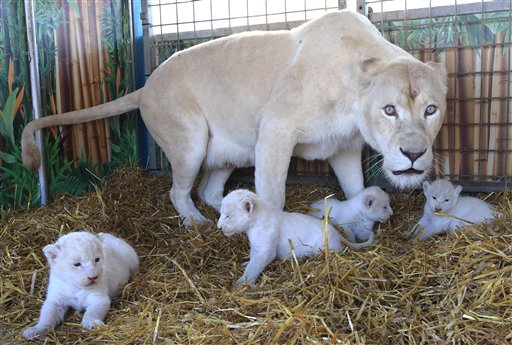 Esta foto del 21 de agosto de 2014 muestra cuatro cachorros de león blanco con su madre, "Princesa", en el Circo Krone de Madgeburgo, Alemania. (AP Foto/dpa, Jens Wolf)