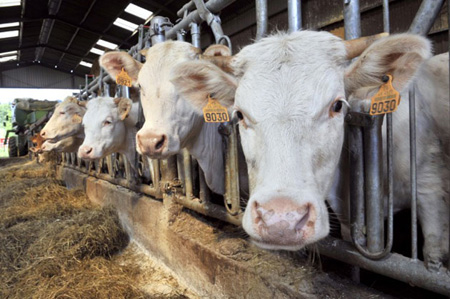 El Gobierno Nacional aprobó la prohibición del sacrificio de hembras bovinas en estado de gestación, sin motivos de índole zoosanitarios.