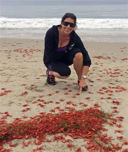 En esta imagen proporcionada por Lyn Michelle Evins, Donna Kalez, directora de Dana Wharf Sportfishing, posa para una foto con miles de diminutos cangrejos llegados a la costa cerca de su lugar de trabajo en  Strand Beach en Dana Point, California, el domingo 14 de junio de 2015.  Miles de cangrejos han llegado a las costas algunas playas del condado de Orange. (Lyn Michelle Evins via AP)