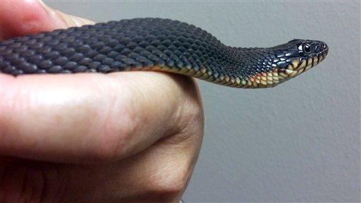 En esta imagen de 2015 proporcionada por el Departamento de Conservación de Missouri, una serpiente de agua de vientre amarillo en el Centro de Conservación de Naturaleza de cabo Girardeau, Missouri, EEUU. Por segunda vez en dos años, la serpiente ha tenido crías sin ayuda de un macho de su especie, señalan los conservacionistas. Las crías no sobrevivieron al verano, pero sí en 2014. (Candice Davis/Missouri Department of Conservation via AP)