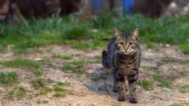 Según las autoridades, hay 20 millones de gatos salvajes en Australia.