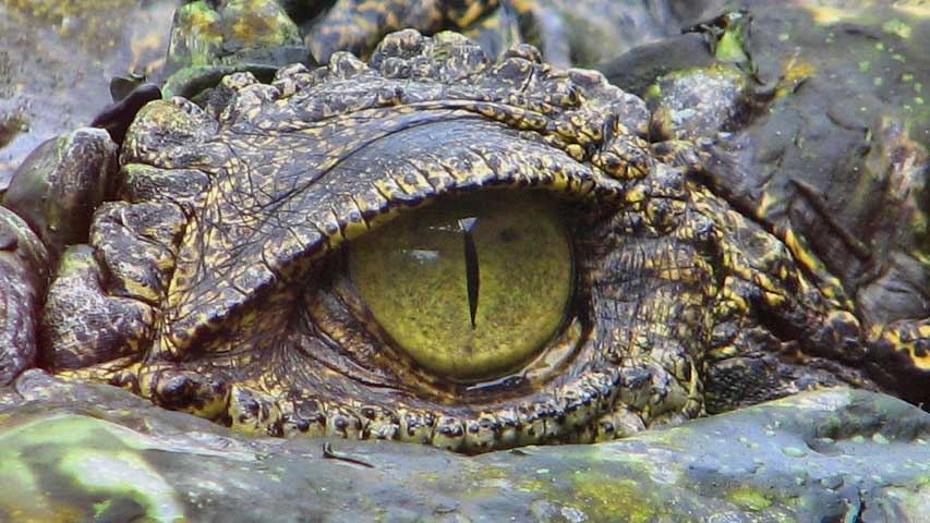 Los cocodrilos pueden dormir con un ojo abierto si hay un humano cerca - La  Voz