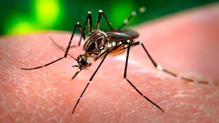 El virus del zika, que llegó al continente en marzo de 2014, se contagia a través de la picadura de mosquitos infectados del género aedes aegypti, los mismos que transmiten virus más peligrosos como el chikungunya y el dengue
