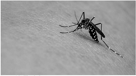 Las autoridades atacan el nivel primario del Zika, Chikungunya y Dengue, eliminando criaderos del Aedes Aegypti.La Voz