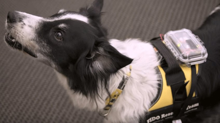 Desarrollaron un chaleco para perros que mediante sensores puede ayudarnos a comunicarnos con las mascotas