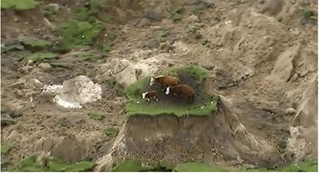 En esta imagen extraída de un video, tres vacas varadas en una isla de hierba en un prado afectado por un terremoto cerca de Kaikoura, Nueva Zelanda, el lunes 14 de noviembre de 2016.
NEWSHUB / Vía AP