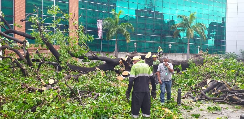 Las fuertes lluvias provocaron la caída de árboles en Caracas