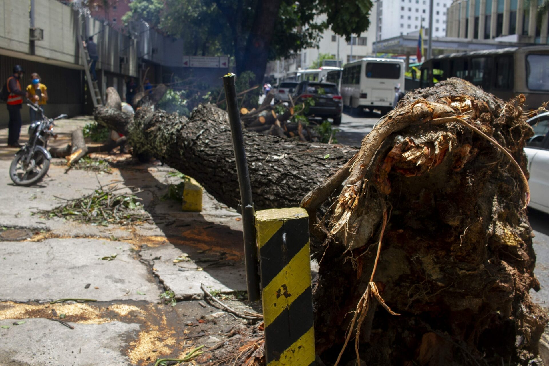 Muchos árboles se cayeron en la Gran Caracas tras las lluvias de la madrugada de este martes