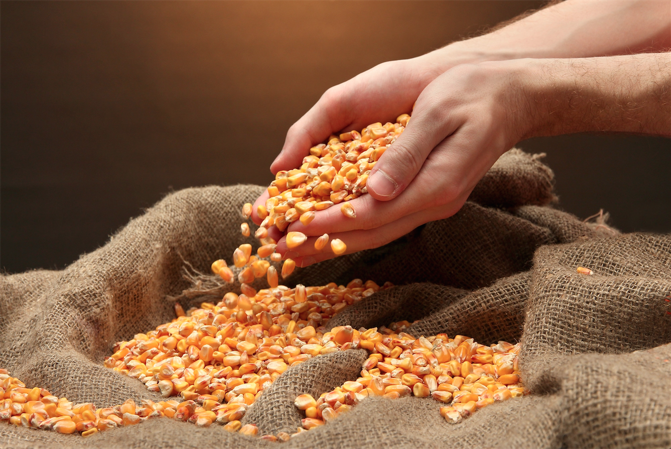 Los beneficiados para promover la siembra de maíz provienen de las comunidades: Las Mercedes, San Antonio, Casco Central, Terrazas, El Conde, y la parroquia Nueva Cúa