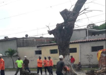 Aspecto de la jornada de poda de viejos árboles que realizaron vecinos y PC Zamora en el urbanismo Valle Arriba