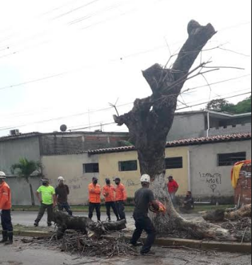 Aspecto de la jornada de poda de viejos árboles que realizaron vecinos y PC Zamora en el urbanismo Valle Arriba