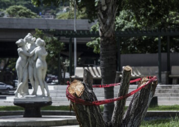 La tala de los sauces llorones de Las Tres Gracias causó estupor entre la ciudadanía  FOTO TAIRY GAMBOA/CRÓNICA.UNO