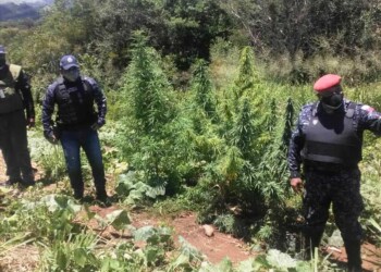Las plantas de marihuana fueron colectadas por la policía