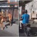 Los antisociales fueron desnudados y obligados a correr por la vía públicaFOTO VIDEO TWITTER