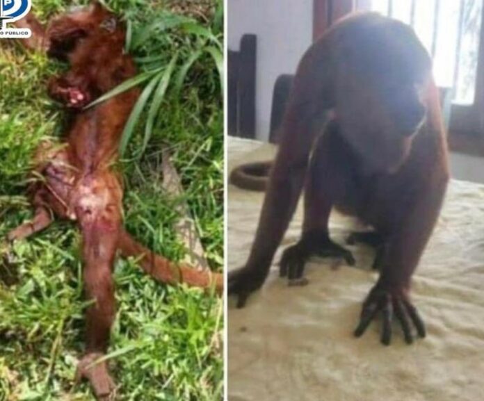 Fiscales investigan a funcionarios del Conas por matar a un mono
